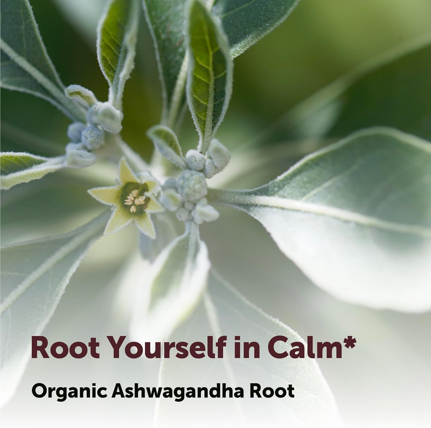 Calm Core Ashwagandha Root Powder